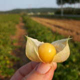 Autocueillette de Cerises de Terre (Juillet - Août)