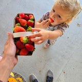 Autocueillette de Fraises (Juin à Octobre)