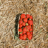 Autocueillette de Fraises (Juin à Octobre)