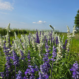 Autocueillette de Fleurs (Juillet - Août - Septembre)