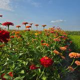 Autocueillette de Fleurs (Juillet - Août - Septembre)