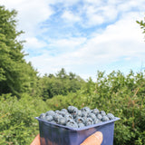 Autocueillette de Bleuets (Mi-juillet à août)