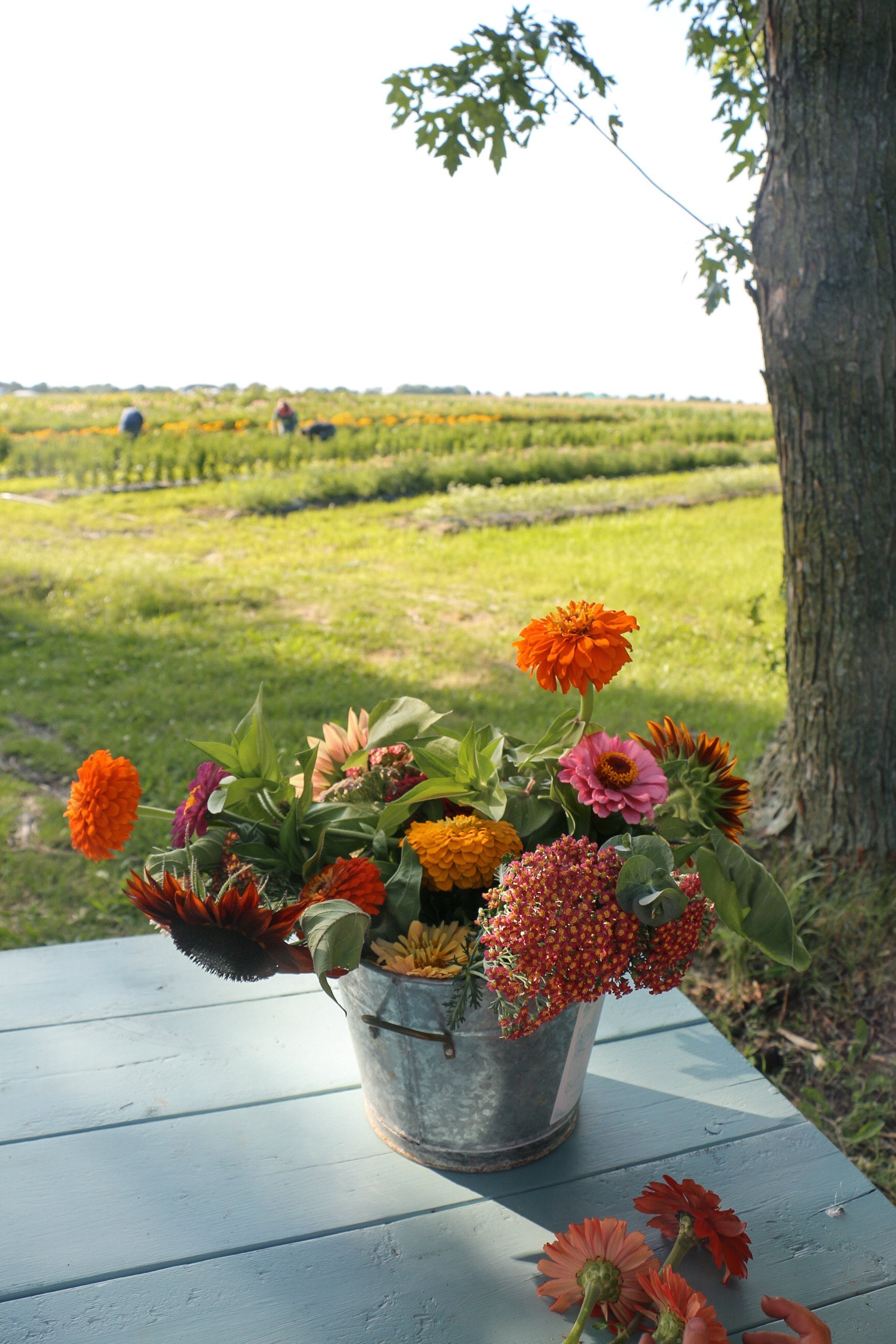 Fleurs – Recette Tisane florale maison 🌼