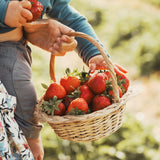 Autocueillette de Fraises (Juin à Octobre)