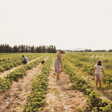 Autocueillette de Fraises (Juin à Octobre)