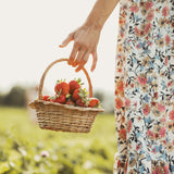 Autocueillette de Fraises (Juin à Octobre)